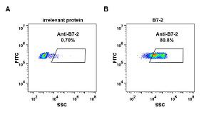 Expi 293 cell line transfected with irrelevant protein (A) and human B7-2 (B) were surface stained with Anti-CD86 Antibody [DM86] - Azide free (A318621) at 1  µg/ml followed by Anti-Rabbit IgG Antibody (Alexa 488)