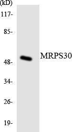 Western blot analysis of the lysates from Jurkat cells using Anti-MRPS30 Antibody