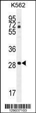 Anti-CLEC12B Rabbit Polyclonal Antibody (FITC (Fluorescein Isothiocyanate))