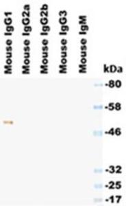 Western blotting under reducing condition