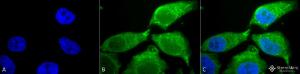 Immunocytochemistry/Immunofluorescence analysis of human cervical cancer cell line (HeLa), fixed in 2% formaldehyde for 20 minutes at room temperature, using Anti-Superoxide Dismutase 3 / EC-SOD Antibody (A304989), at 1:100 for 12 hours at 4°C