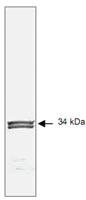 Anti-CDK1 Mouse Monoclonal Antibody [clone: POH-1]