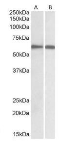 Anti-IRF5 Goat Polyclonal Antibody