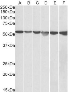 Antibody anti-GPI A84737-100 100 µg