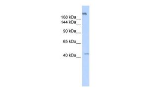 Anti-POLR3A Rabbit Polyclonal Antibody