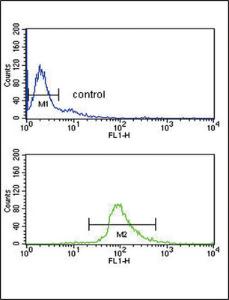 Anti-DCT Rabbit Polyclonal Antibody (APC (Allophycocyanin))