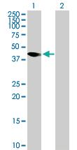 Anti-AMICA1 Mouse Polyclonal Antibody