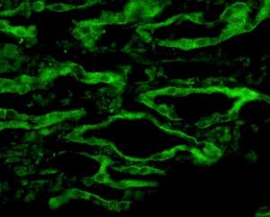 Antibody A304990-100 100 µg