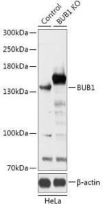 Anti-Bub1 antibody