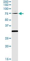 Anti-OXSR1 Mouse Monoclonal Antibody [clone: 1F6]