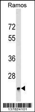 Anti-BRI3BP Rabbit Polyclonal Antibody (FITC (Fluorescein Isothiocyanate))