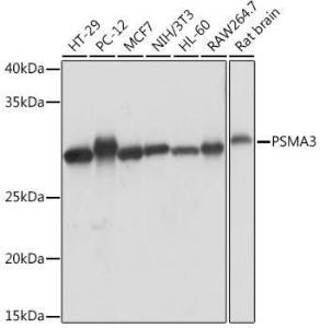 Antibody A309046-100 100 µl