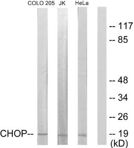 Western blot analysis of lysates from HeLa, Jurkat, and COLO205 cells using Anti-CHOP Antibody. The right hand lane represents a negative control, where the Antibody is blocked by the immunising peptide