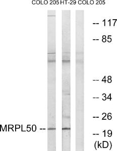 Anti-MRPL50 Rabbit Polyclonal Antibody