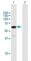 Anti-ZNF530 Mouse Polyclonal Antibody