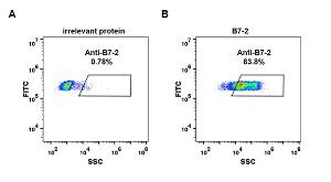 Expi 293 cell line transfected with irrelevant protein (A) and human B7-2 (B) were surface stained with Anti-CD86 Antibody [DM84] - Azide free (A318623) at 1 µg/ml followed by Anti-Rabbit IgG Antibody (Alexa 488)