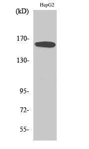 Western blot analysis of various cells using Anti-Bcr Antibody