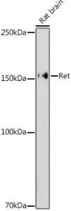 Anti-Ret antibody