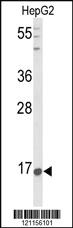 Anti-PNOC Rabbit Polyclonal Antibody