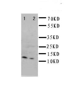 Anti-GRO alpha Rabbit Polyclonal Antibody