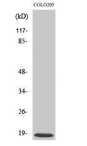 Anti-MRPL50 Rabbit Polyclonal Antibody