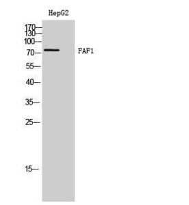 Anti-FAF1 Rabbit Polyclonal Antibody