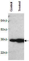 Anti-CDK1 Mouse Monoclonal Antibody [clone: POH-1]