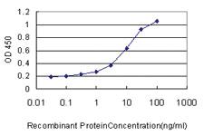 Anti-RHEBL1 Mouse Monoclonal Antibody [clone: 4G6]