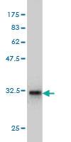 Anti-LMO3 Mouse Monoclonal Antibody [clone: 4C4]