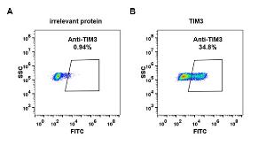 Expi 293 cell line transfected with irrelevant protein (A) and human TIM3 (B) were surface stained with Anti-TIM 3 Antibody [DM83] - Azide free (A318624) at 1 µg/ml followed by Anti-Rabbit IgG Antibody (Alexa 488)