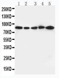 Anti-CD18 Rabbit Polyclonal Antibody