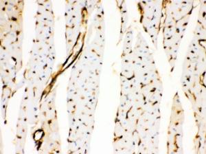 Anti-ANXA3 Rabbit Polyclonal Antibody