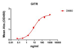 Anti-GITR Rabbit Recombinant Antibody [clone: DM80]