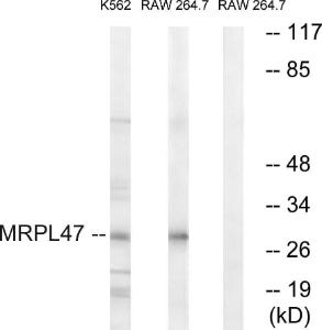 Western blot analysis of lysates from RAW264.7 and K562 cells using Anti-MRPL47 Antibody. The right hand lane represents a negative control, where the antibody is blocked by the immunising peptide.