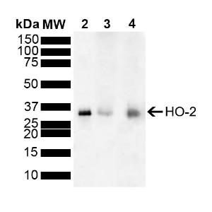 Western blot analysis of mouse, rat brain showing detection of ~36 kDa HO-2 protein using Anti-HO-2 Antibody (A304991) at 1:1,000 for 2 hours at room temperature with shaking