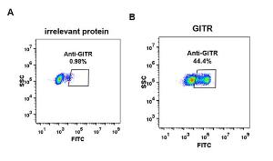 Anti-GITR Rabbit Recombinant Antibody [clone: DM80]