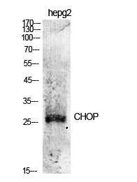 Western blot analysis of various cells using Anti-CHOP Antibody