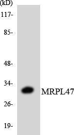 Anti-MRPL47 Rabbit Polyclonal Antibody