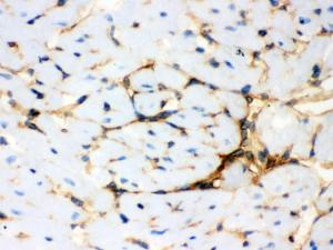 Anti-ANXA3 Rabbit Polyclonal Antibody