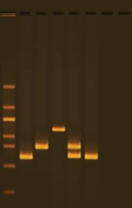 Experimentation Kits, Water Quality Testing III: Multiplex PCR Testing of Water Contaminants