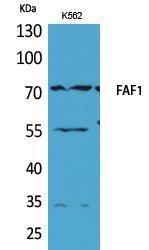 Anti-FAF1 antibody