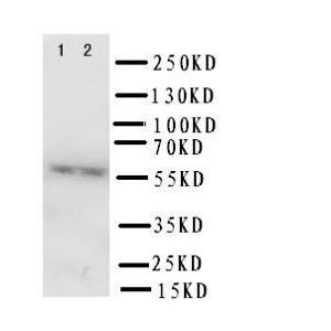 Anti-FMO3 Rabbit Polyclonal Antibody