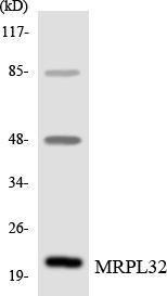 Western blot analysis of the lysates from HeLa cells using Anti-MRPL32 Antibody