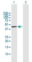 Anti-FBXO4 Rabbit Polyclonal Antibody