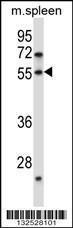 Anti-DOK7 Rabbit Polyclonal Antibody (Biotin)