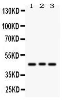 Anti-ATXN3 Rabbit Polyclonal Antibody