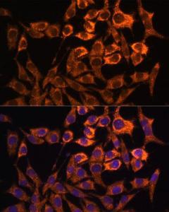 Immunofluorescence analysis of L929 cells using Anti-MT-ND3 Antibody (A92816) at a dilution of 1:100. DAPI was used to stain the cell nuclei (blue).