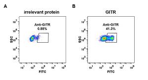 Expi 293 cell line transfected with irrelevant protein (A) and human GITR (B) were surface stained with Anti-GITR Antibody [DM79] - Azide free (A318626) at 1 µg/ml followed by Anti-Rabbit IgG Antibody (Alexa 488)