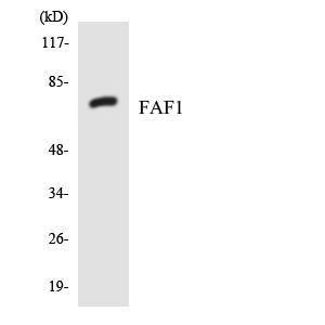 Western blot analysis of the lysates from HT 29 cells using Anti-FAF1 Antibody