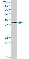 Anti-FBXO4 Rabbit Polyclonal Antibody